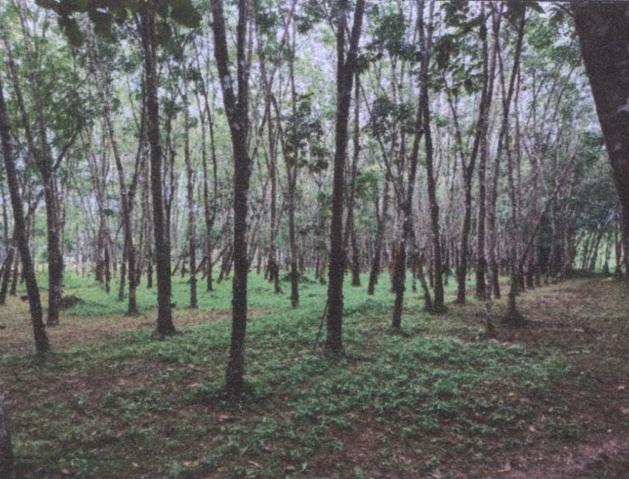 รูปที่ดินว่างเปล่า นางหลง ชะอวด นครศรีธรรมราช