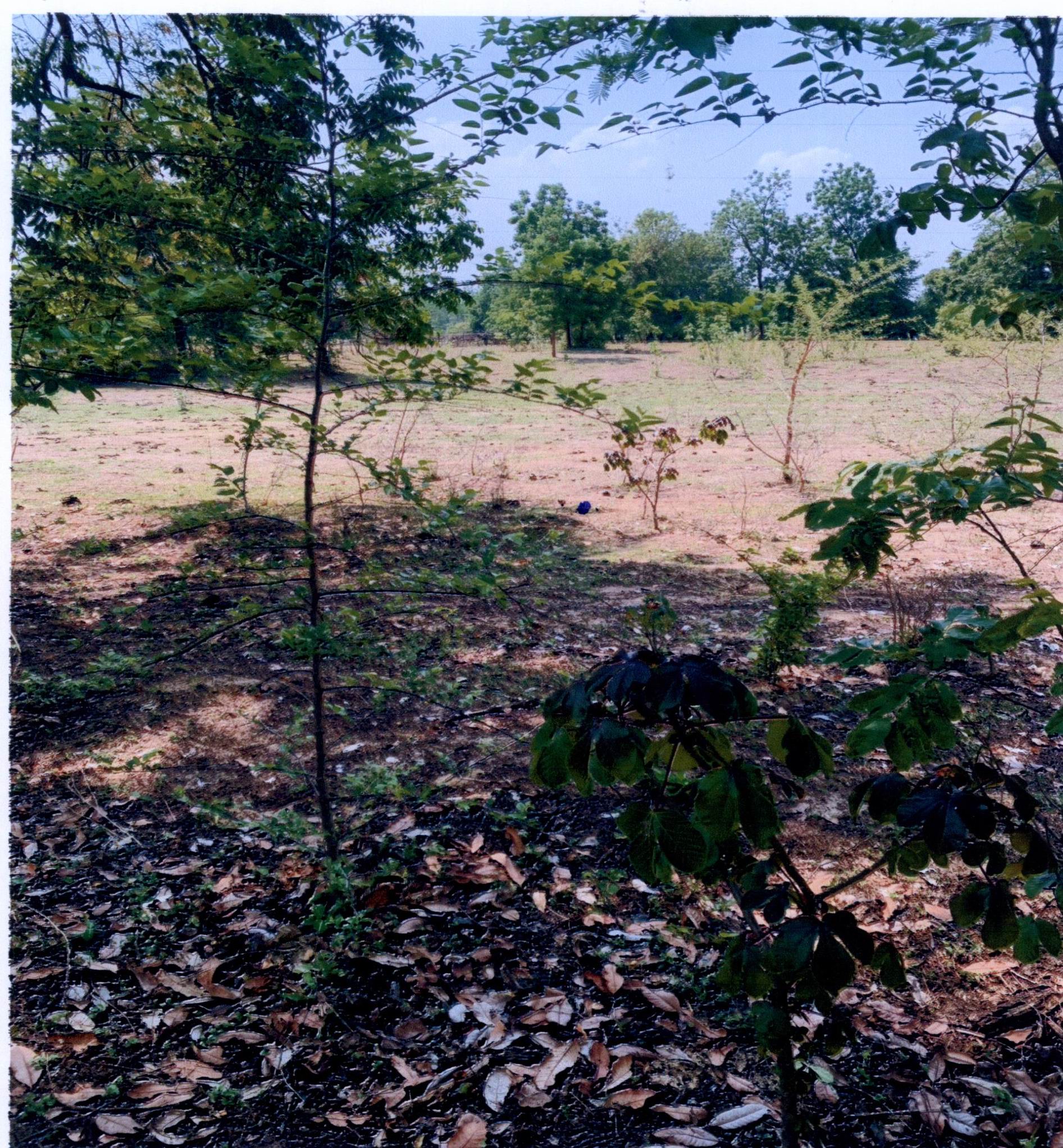 รูปที่ดินว่างเปล่า หนองบัวเหนือ เมืองตาก ตาก