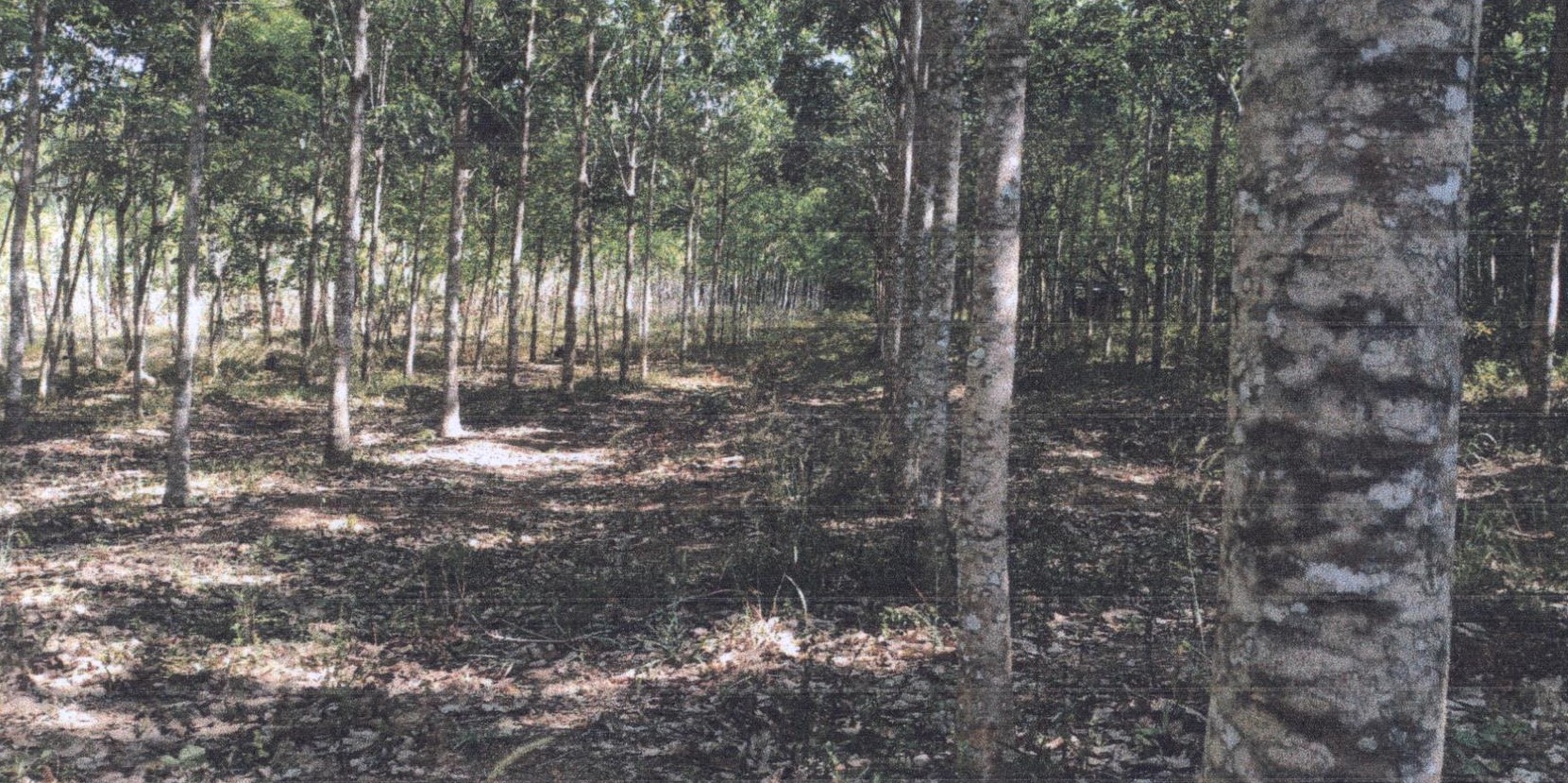 รูปที่ดินว่างเปล่า ฉลุง เมืองสตูล สตูล