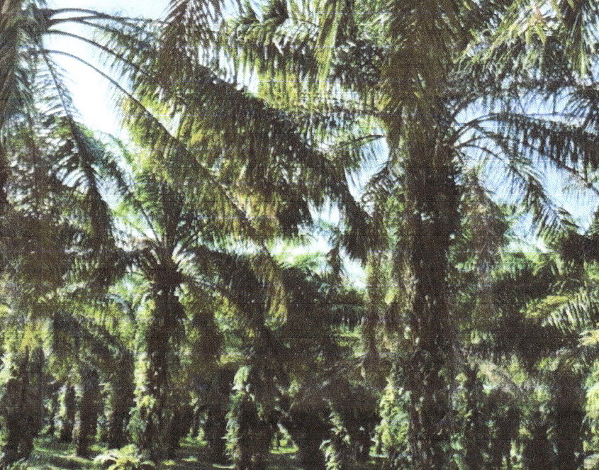 รูปที่ดินว่างเปล่า บางหมาก เมืองชุมพร ชุมพร