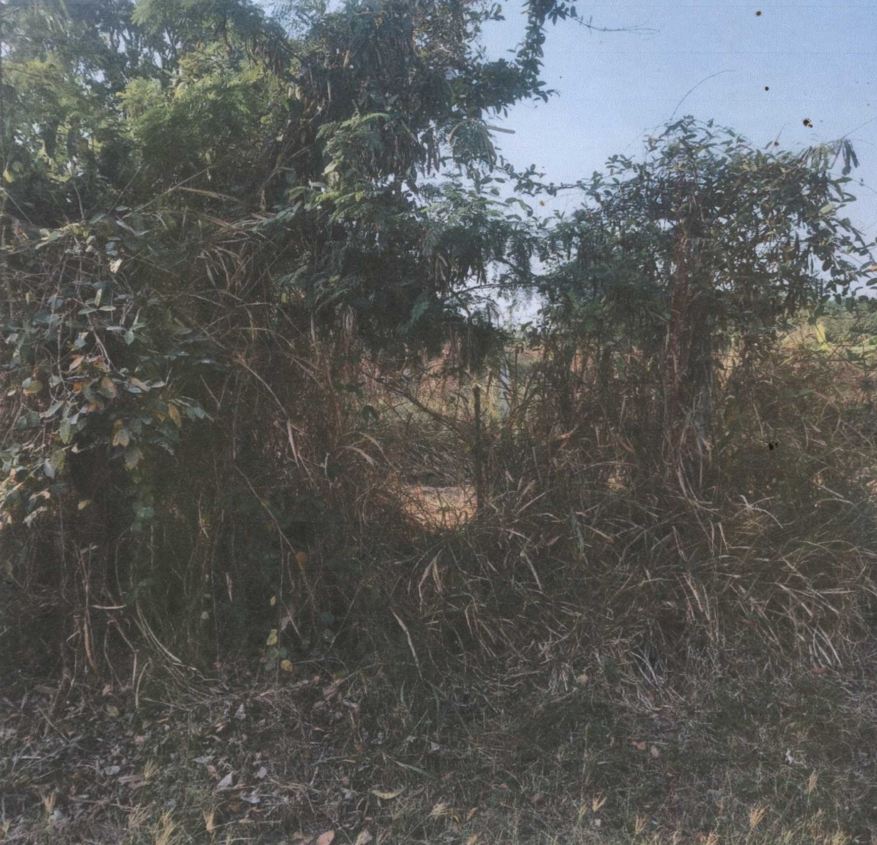 รูปที่ดินว่างเปล่า เขื่องคำ เมืองยโสธร ยโสธร