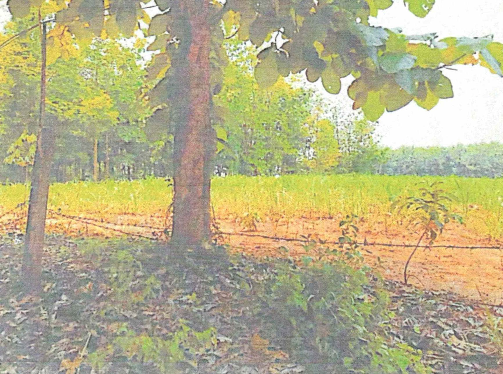 รูปที่ดินว่างเปล่า นาซ่าว เชียงคาน เลย