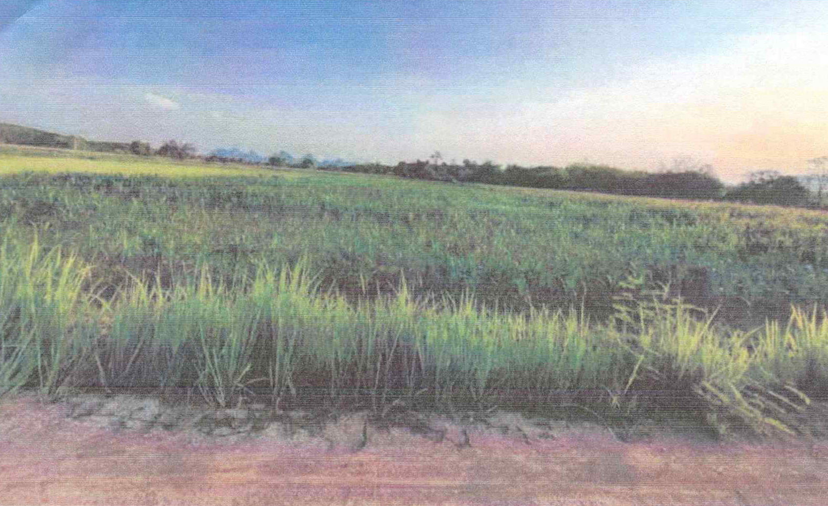 รูปที่ดินว่างเปล่า นาด้วง นาด้วง เลย