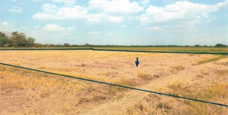รูปที่ดินว่างเปล่า ท่าโรง วิเชียรบุรี เพชรบูรณ์