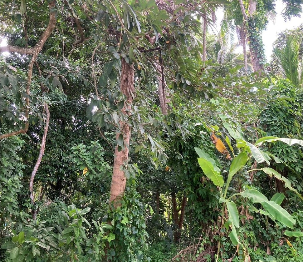 รูปที่ดินว่างเปล่า ปะลุกาสาเมาะ บาเจาะ นราธิวาส