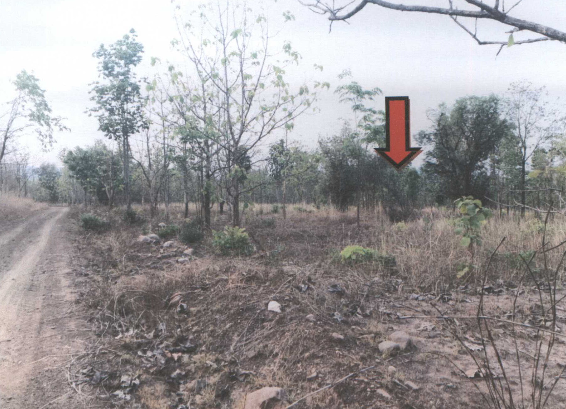 รูปที่ดินว่างเปล่า บ้านฝาย น้ำปาด อุตรดิตถ์