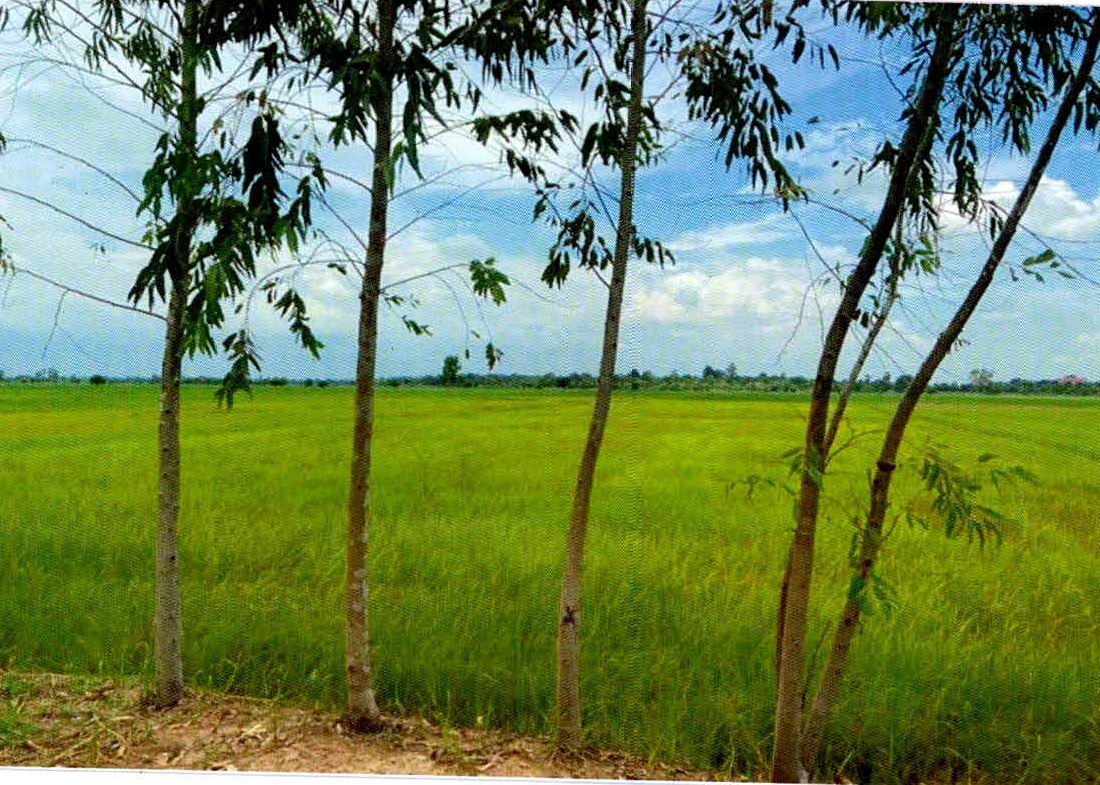 รูปที่ดินว่างเปล่า ธงธานี ธวัชบุรี ร้อยเอ็ด