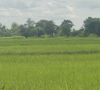 รูปที่ดินว่างเปล่า หนองไผ่ ธวัชบุรี ร้อยเอ็ด