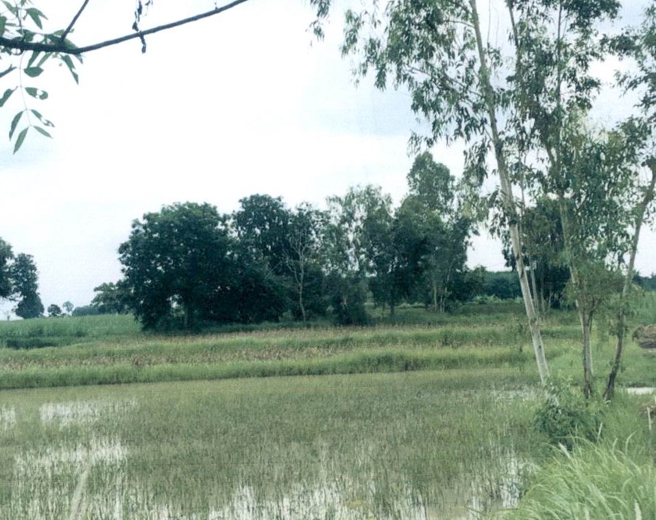 รูปที่ดินว่างเปล่า โคกเครือ หนองกุงศรี กาฬสินธุ์