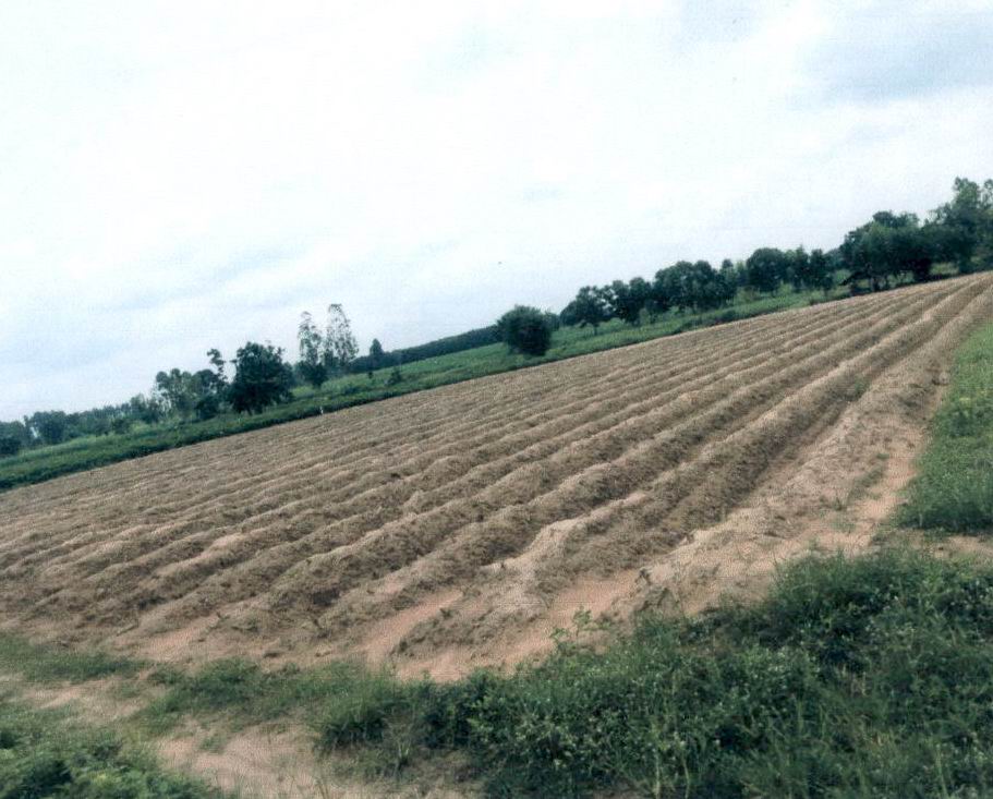 รูปที่ดินว่างเปล่า โคกเครือ หนองกุงศรี กาฬสินธุ์