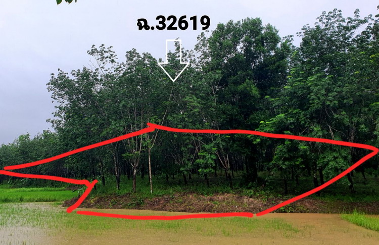 รูปที่ดินว่างเปล่า โป่งเปือย เมืองบึงกาฬ บึงกาฬ