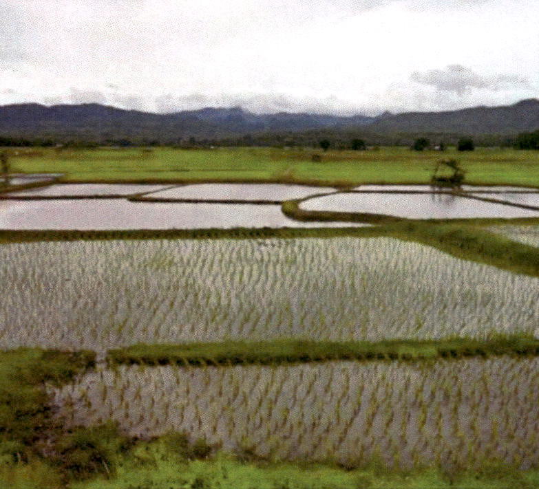 รูปที่ดินว่างเปล่า หัวฝาย สูงเม่น แพร่