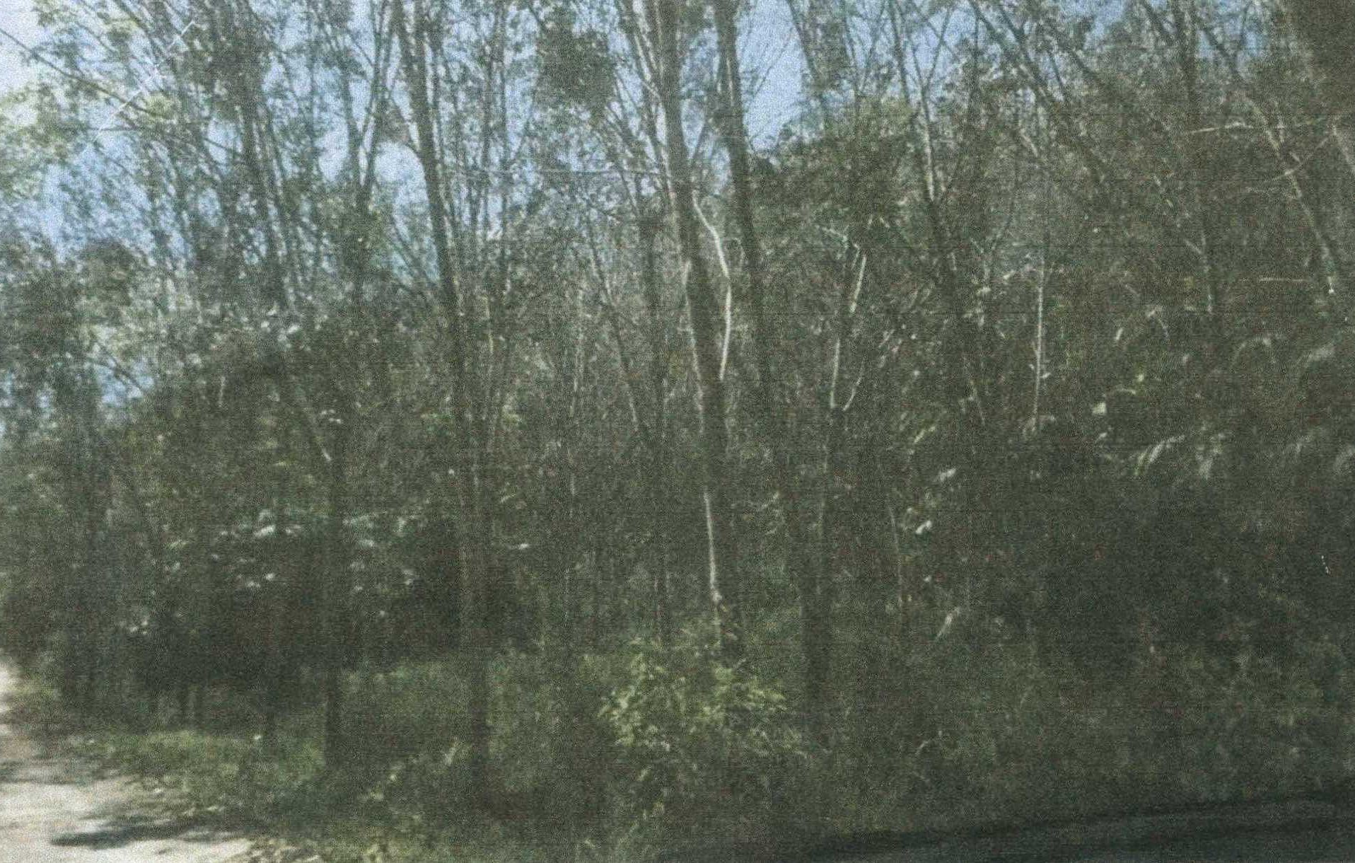 รูปที่ดินว่างเปล่า นาประดู่ โคกโพธิ์ ปัตตานี