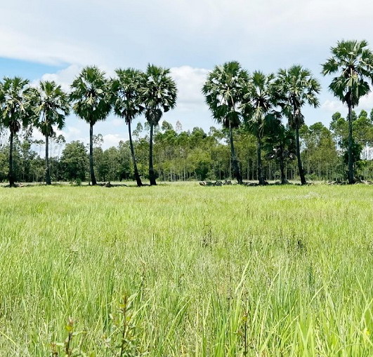 รูปที่ดินว่างเปล่า นนทรี กบินทร์บุรี ปราจีนบุรี