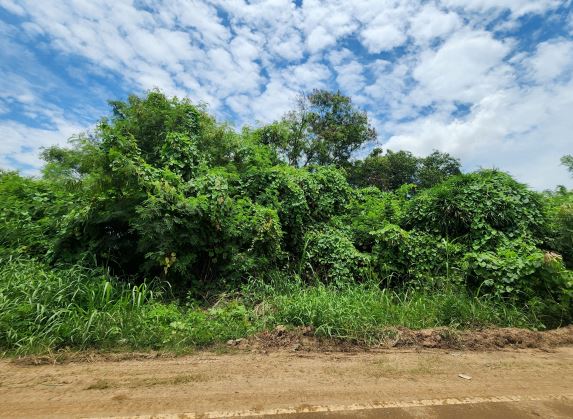 รูปที่ดินว่างเปล่า บางมัญ (บางพุทรา) เมืองสิงห์บุรี สิงห์บุรี