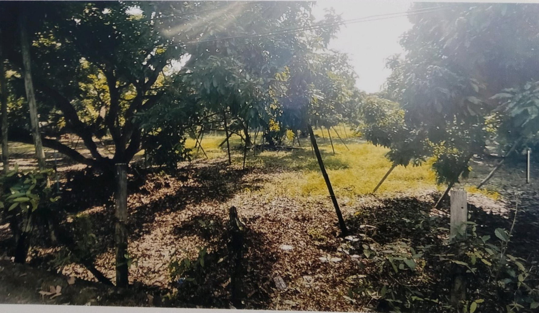 รูปที่ดินว่างเปล่า มะเขือแจ้ เมืองลำพูน ลำพูน