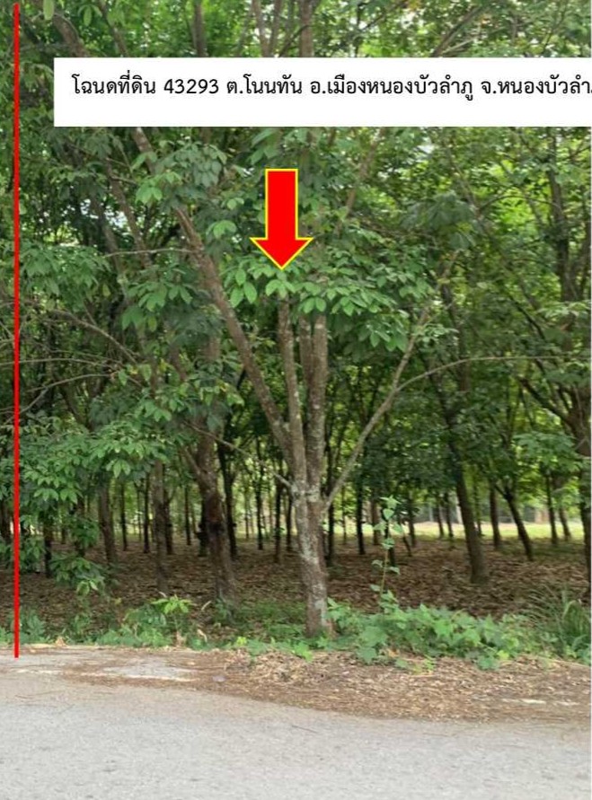 รูปที่ดินว่างเปล่า โนนทัน เมืองหนองบัวลำภู หนองบัวลำภู