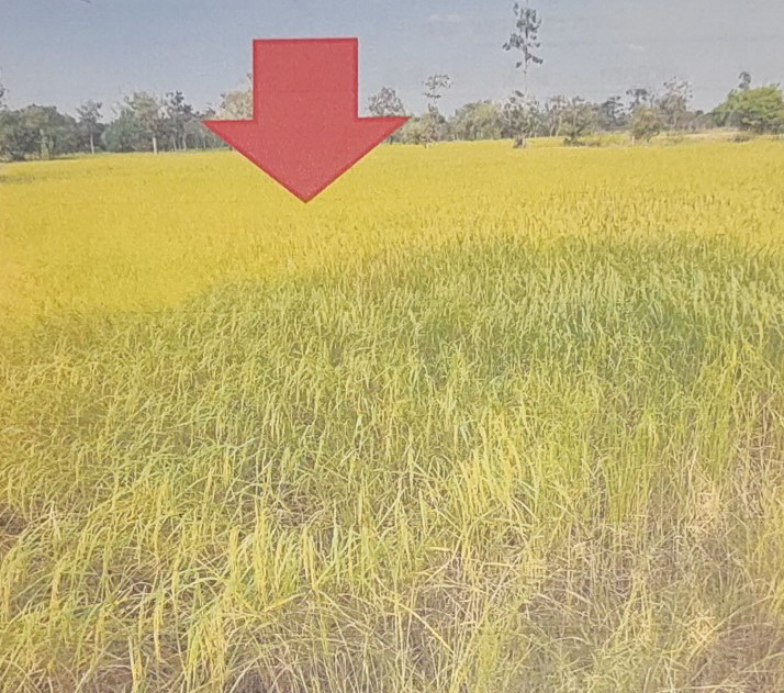 รูปที่ดินว่างเปล่า หนองช้างใหญ่ ม่วงสามสิบ อุบลราชธานี