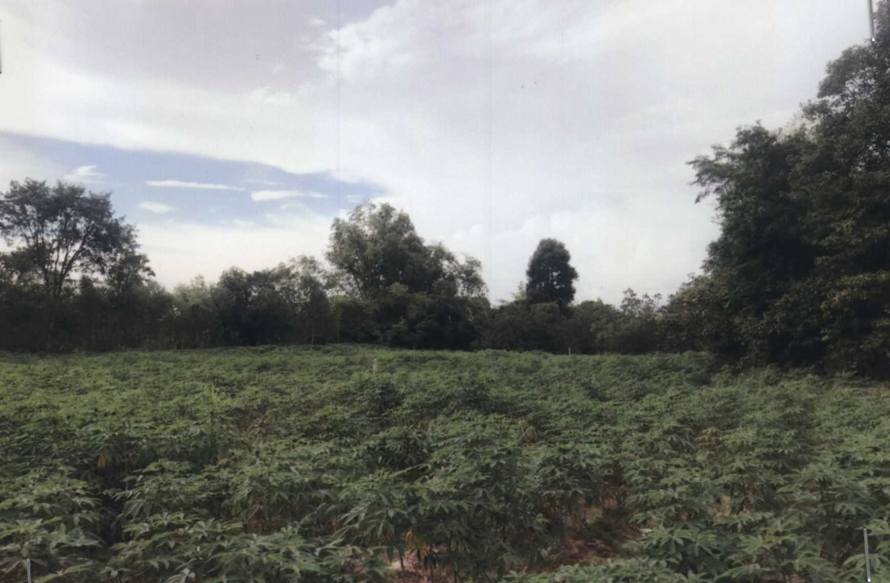 รูปที่ดินว่างเปล่า หนองบก เหล่าเสือโก้ก อุบลราชธานี