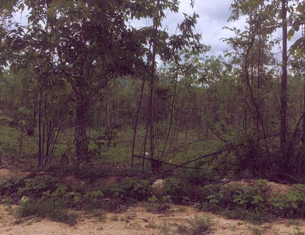 รูปที่ดินว่างเปล่า สมอโคน บ้านตาก ตาก