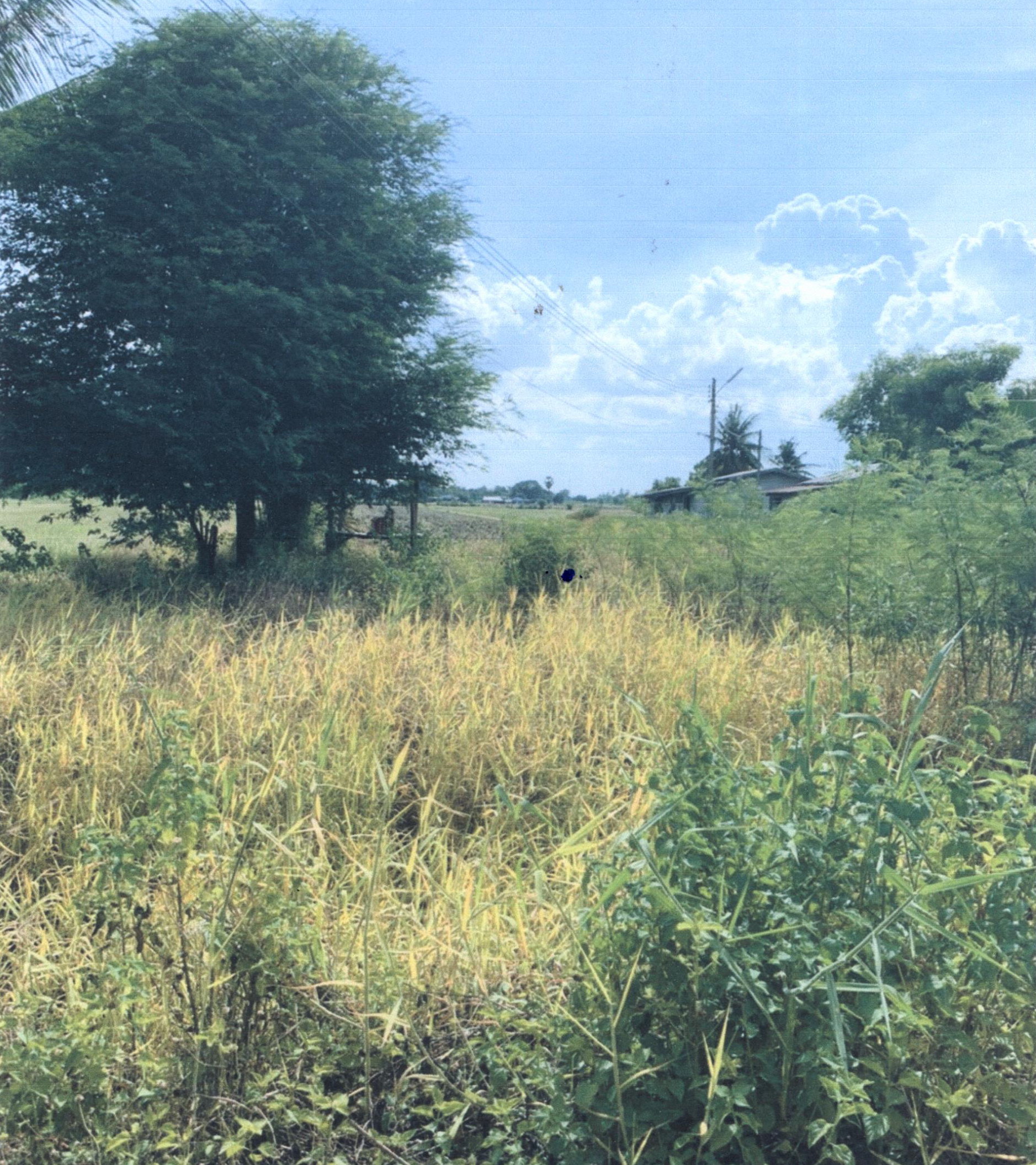 รูปที่ดินว่างเปล่า วังหิน เมืองตาก ตาก