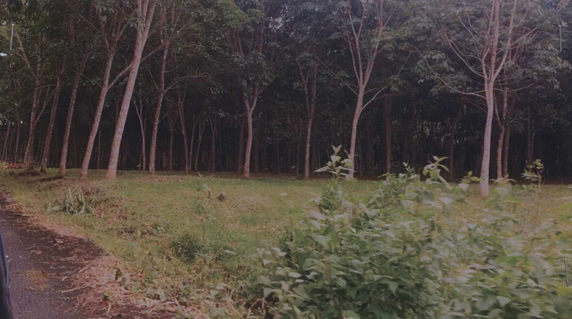 รูปที่ดินว่างเปล่า นาหลวงเสน ทุ่งสง นครศรีธรรมราช