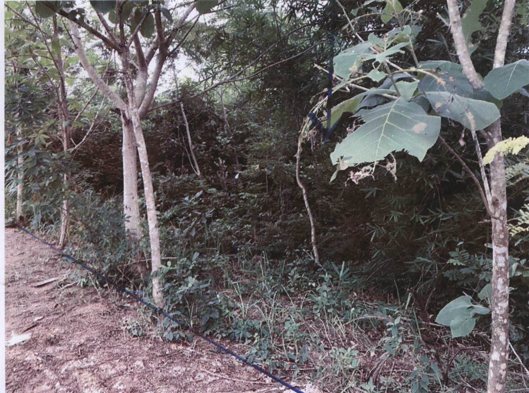 รูปที่ดินว่างเปล่า ไร่น้อย เมืองอุบลราชธานี อุบลราชธานี