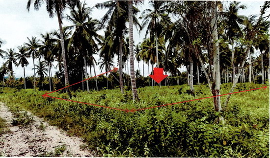 รูปที่ดินว่างเปล่า พงศ์ประศาสน์ บางสะพาน ประจวบคีรีขันธ์