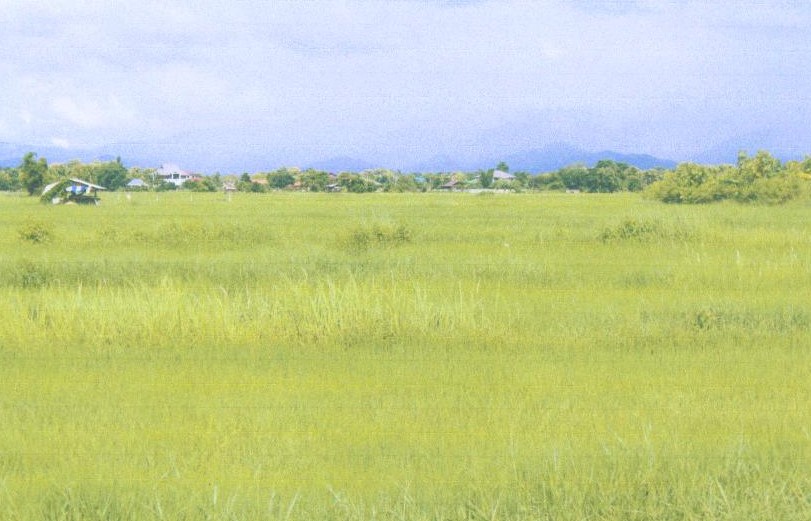 รูปที่ดินว่างเปล่า ทุ่งกวาว เมืองแพร่ แพร่