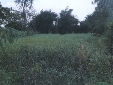 รูปที่ดินว่างเปล่า สิงห์ เมืองยโสธร ยโสธร