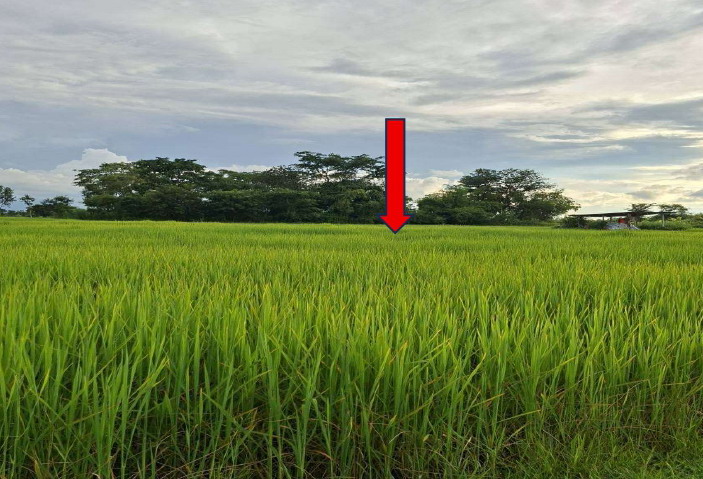 รูปที่ดินว่างเปล่า หนองกุง โนนคูณ ศรีสะเกษ