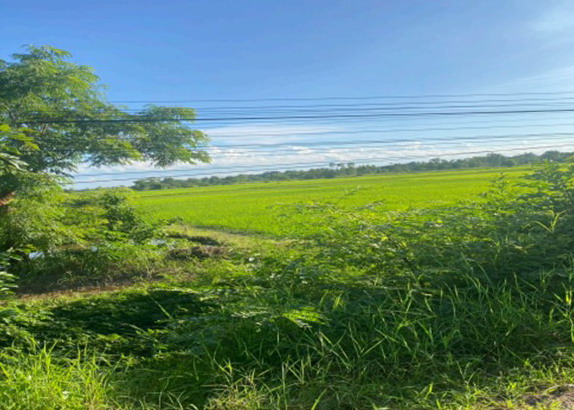รูปที่ดินว่างเปล่า ดอนนางหงส์ ธาตุพนม นครพนม