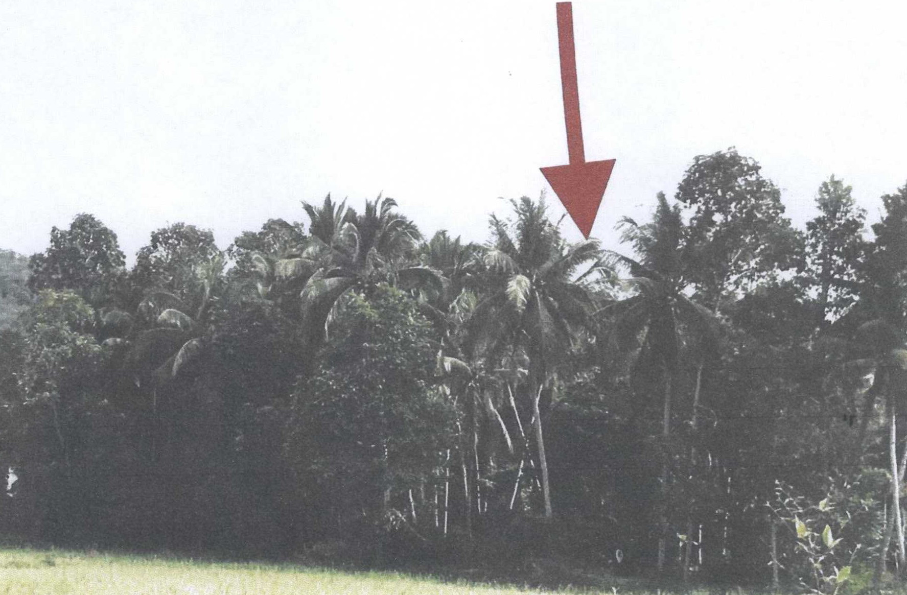 รูปที่ดินว่างเปล่า ลุโบะยิไร มายอ ปัตตานี
