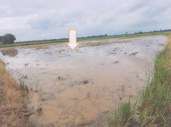 รูปที่ดินว่างเปล่า ไกรนอก กงไกรลาศ สุโขทัย