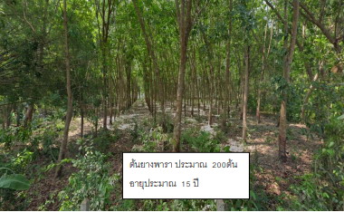 รูปที่ดินว่างเปล่า ท่าสะอาด เซกา บึงกาฬ