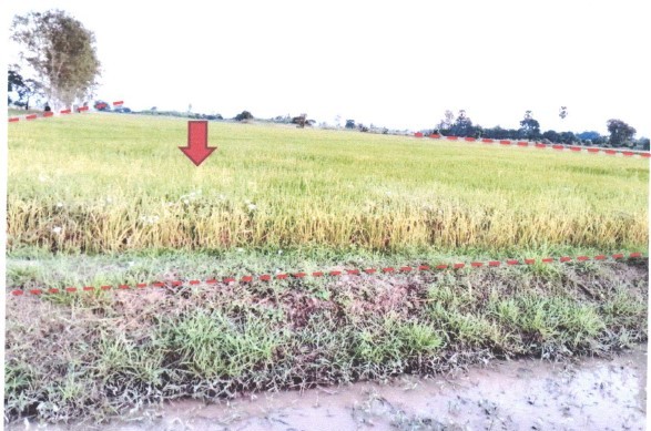 รูปที่ดินว่างเปล่า ท่าบัว โพทะเล พิจิตร