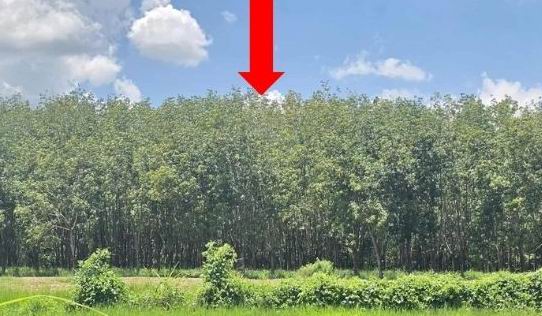 รูปที่ดินว่างเปล่า หนองโก กระนวน ขอนแก่น