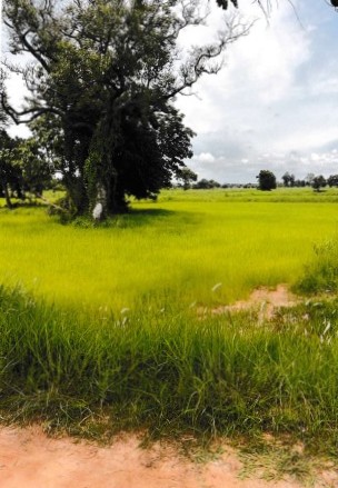 รูปที่ดินว่างเปล่า หัวนาคำ ยางตลาด กาฬสินธุ์