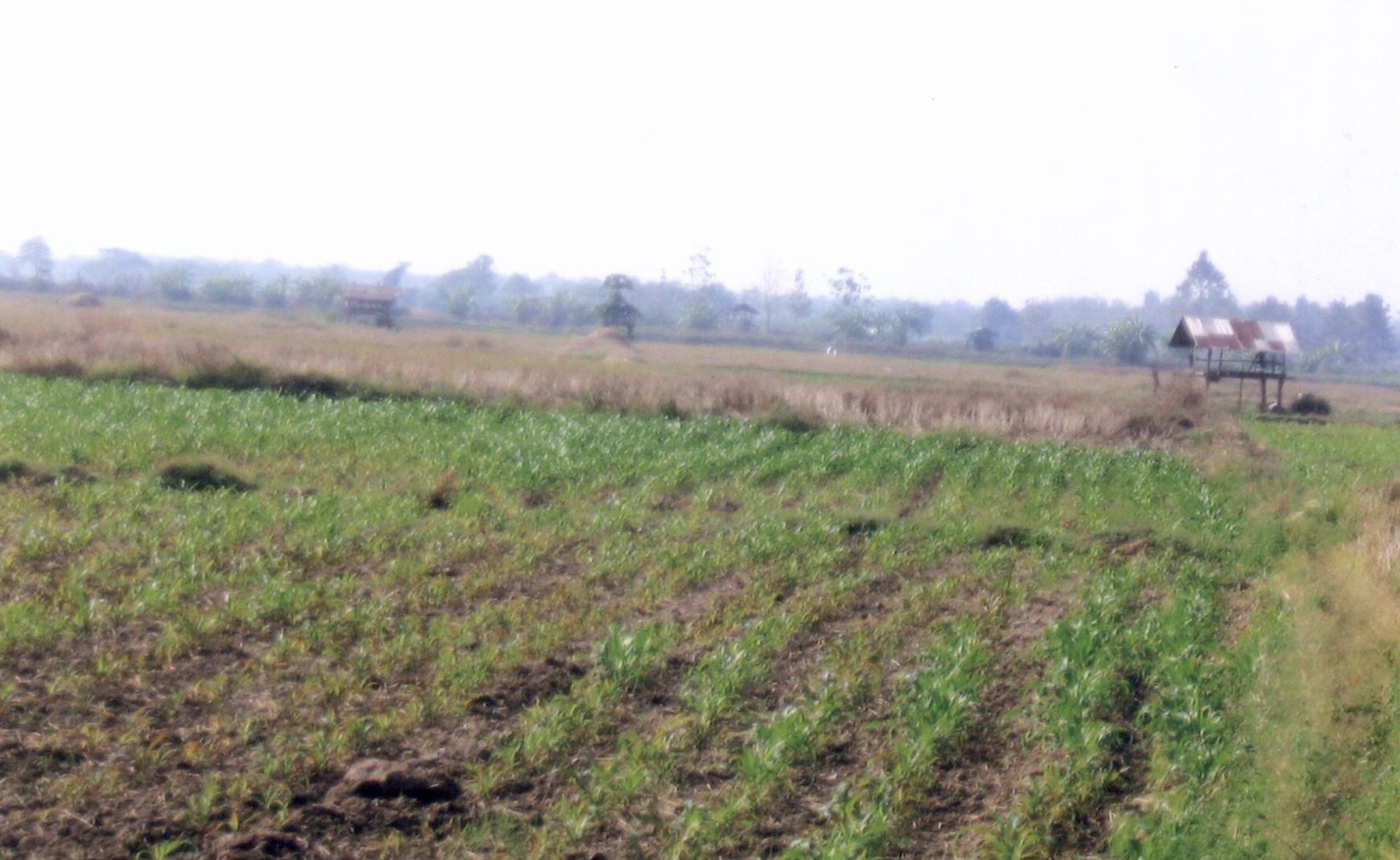 รูปที่ดินว่างเปล่า น้ำรัด หนองม่วงไข่ แพร่