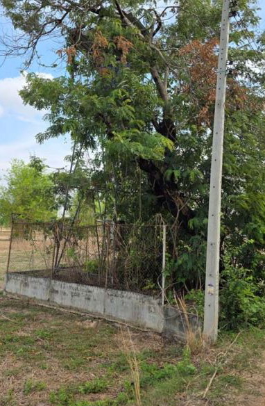 รูปที่ดินว่างเปล่า ขอนแก่น เมืองร้อยเอ็ด ร้อยเอ็ด