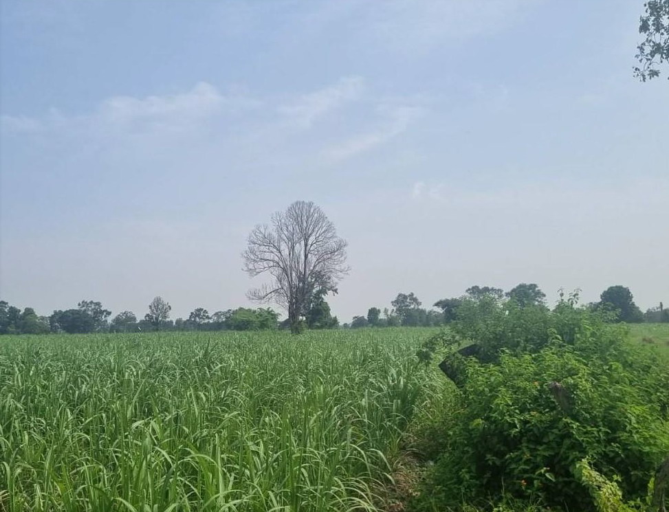 รูปที่ดินว่างเปล่า หนองบัวโคก ลำปลายมาศ บุรีรัมย์