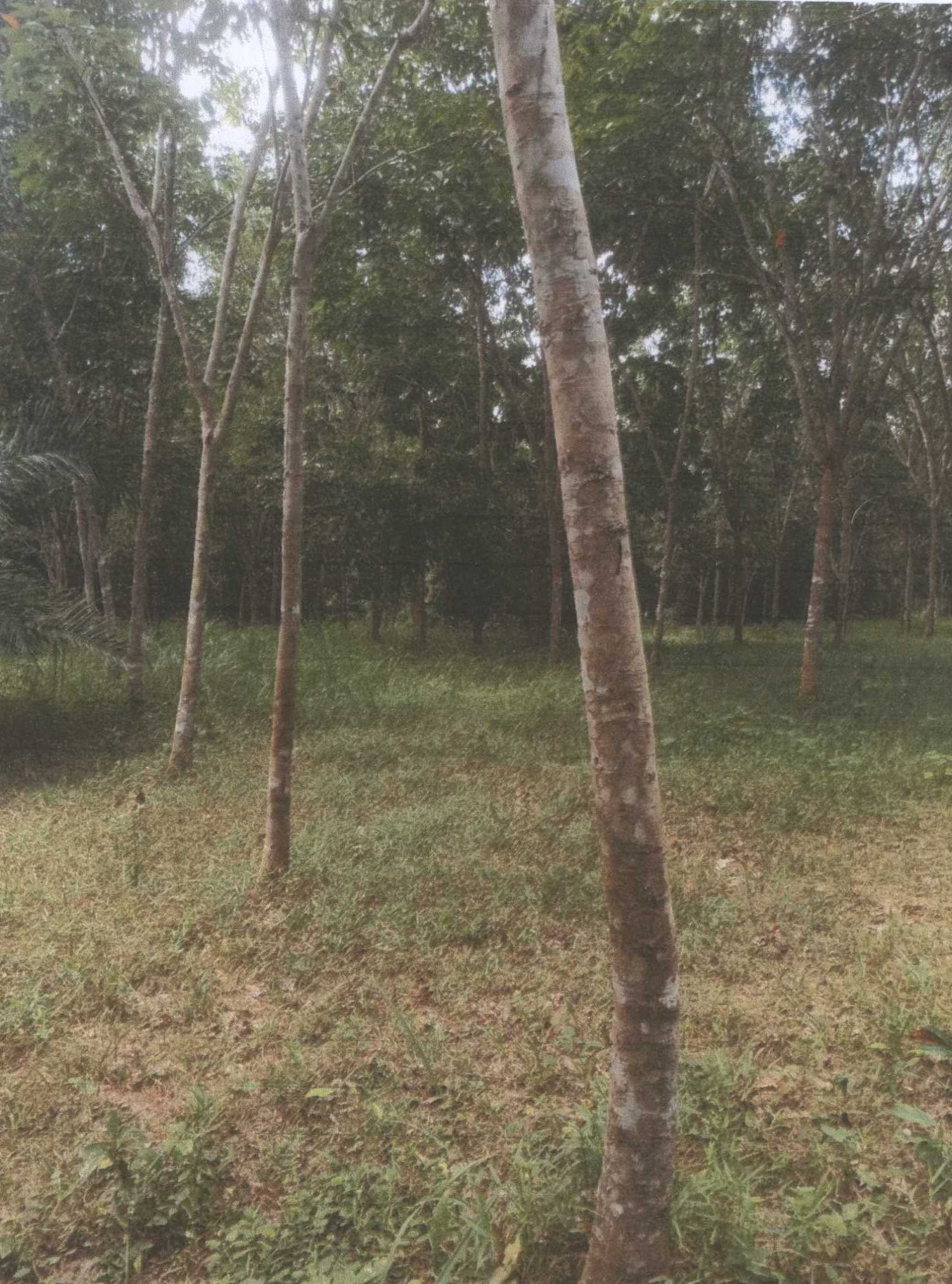 รูปที่ดินว่างเปล่า เขาตูม ยะรัง ปัตตานี