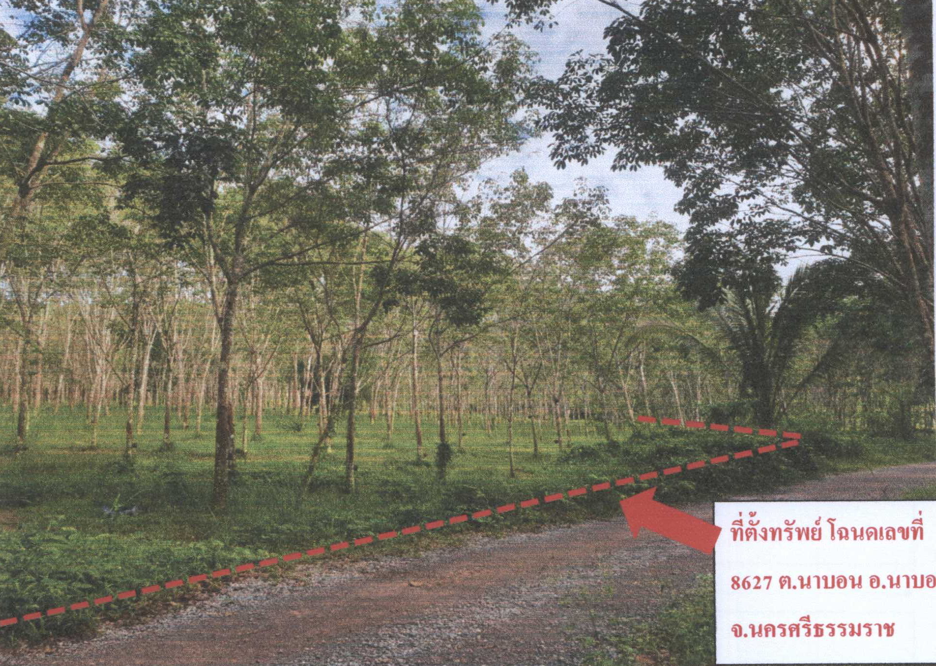 รูปที่ดินว่างเปล่า นาบอน นาบอน นครศรีธรรมราช