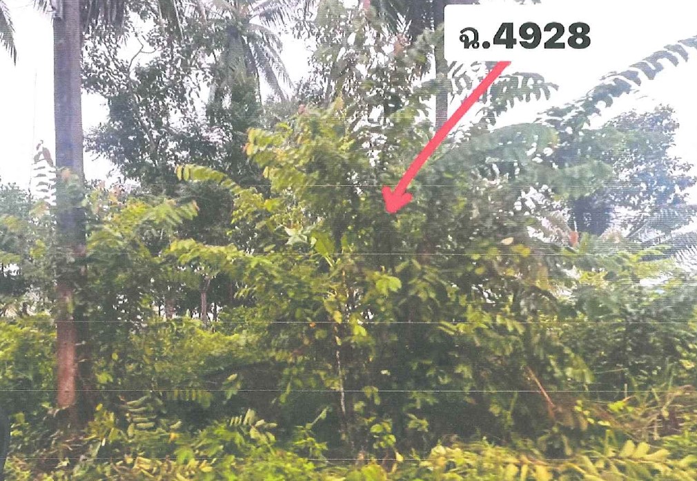 รูปที่ดินว่างเปล่า ปะลุกาสาเมาะ บาเจาะ นราธิวาส