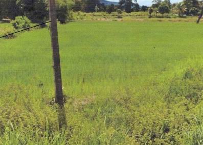 รูปที่ดินว่างเปล่า หนองสังข์ แก้งคร้อ ชัยภูมิ