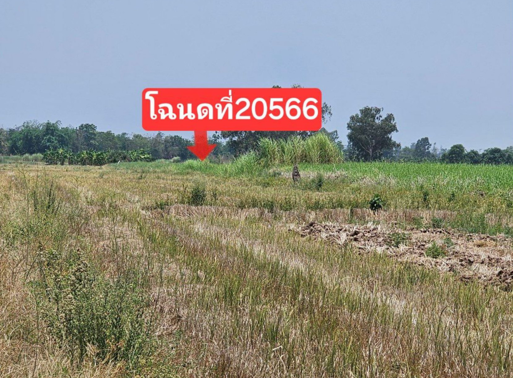 รูปที่ดินว่างเปล่า ยางซ้าย เมือง สุโขทัย