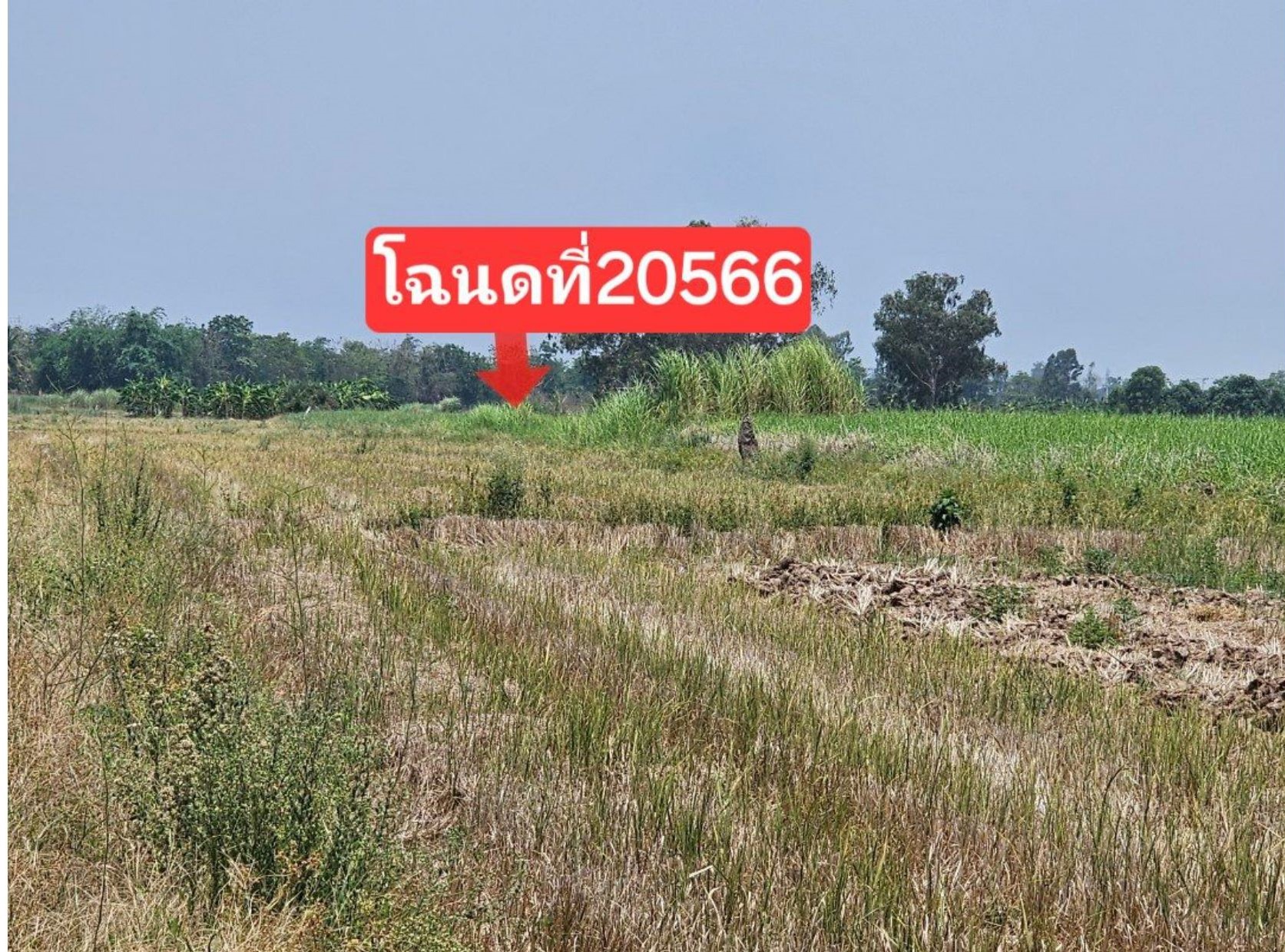 รูปที่ดินว่างเปล่า ยางซ้าย เมืองสุโขทัย สุโขทัย