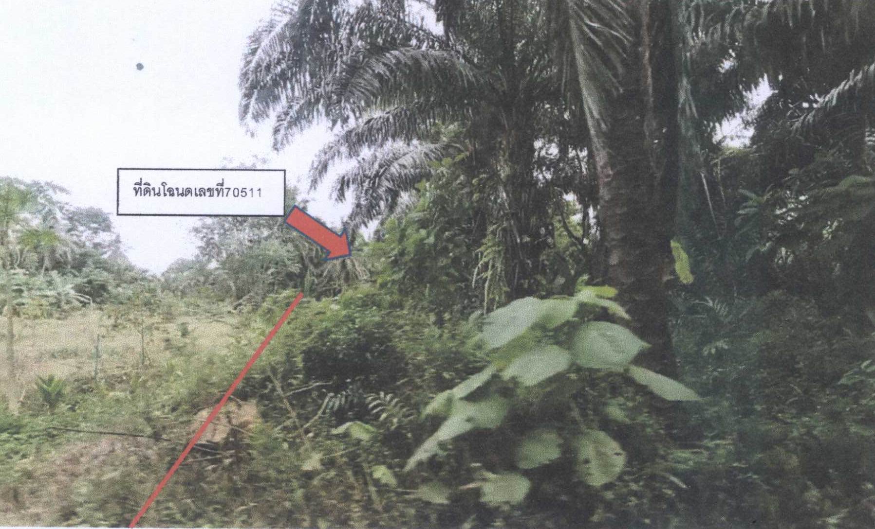 รูปที่ดินว่างเปล่า วังใหม่ เมืองชุมพร ชุมพร