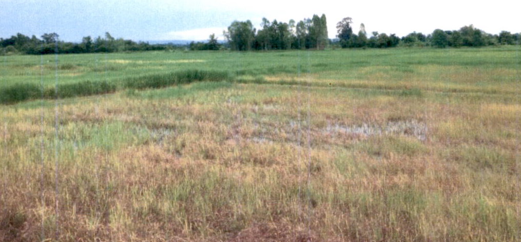 รูปที่ดินว่างเปล่า โพน คำม่วง กาฬสินธุ์