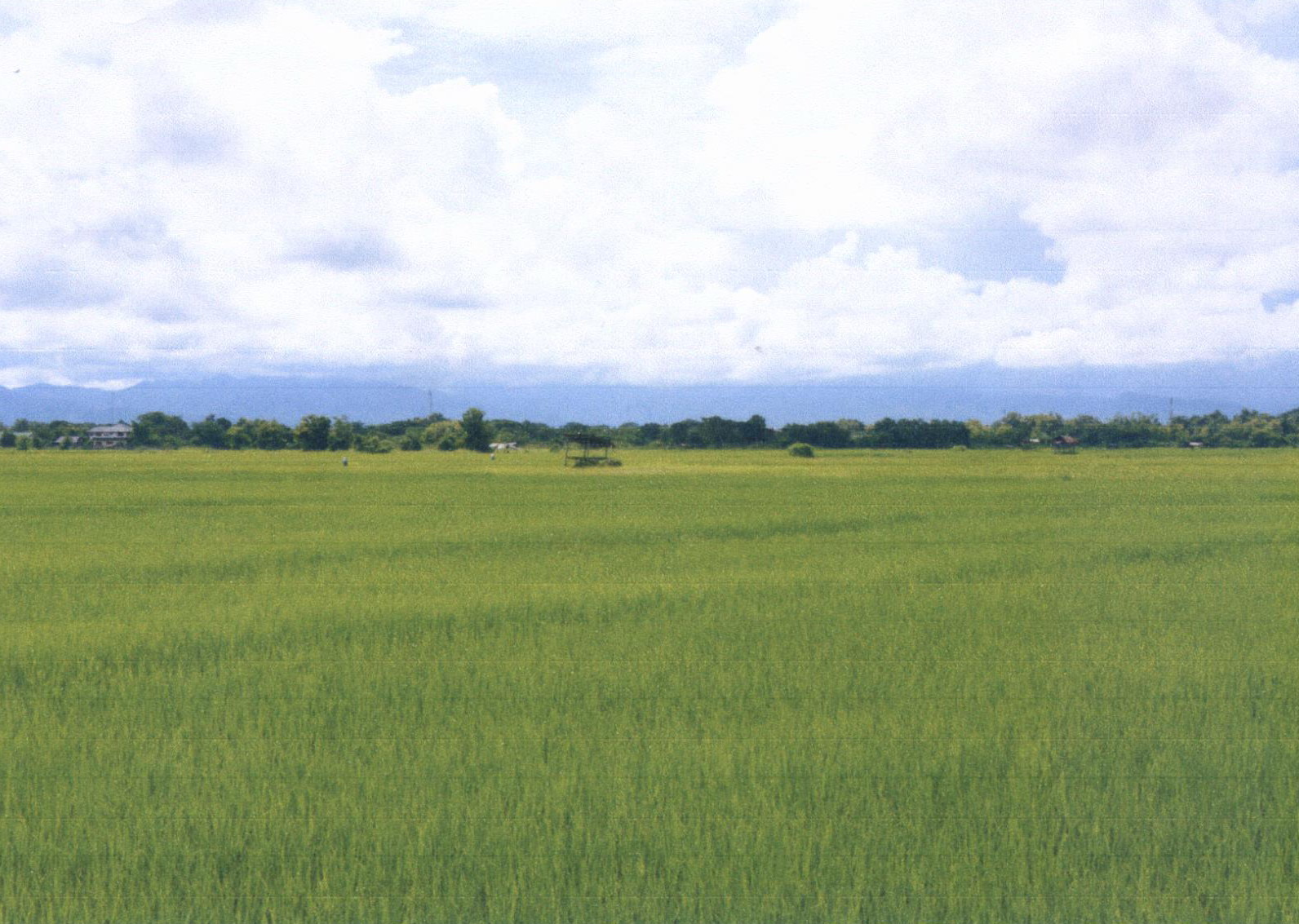รูปที่ดินว่างเปล่า ทุ่งกวาว เมืองแพร่ แพร่